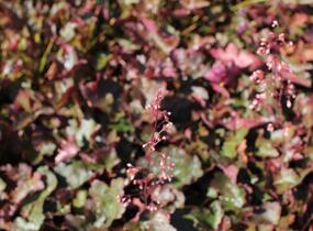 Dlužicha 'Rachel' - Heuchera hybrida 'Rachel'