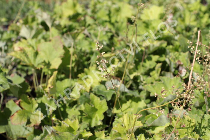 Dlužicha var. macrorrhiza - Heuchera villosa var. macrorrhiza