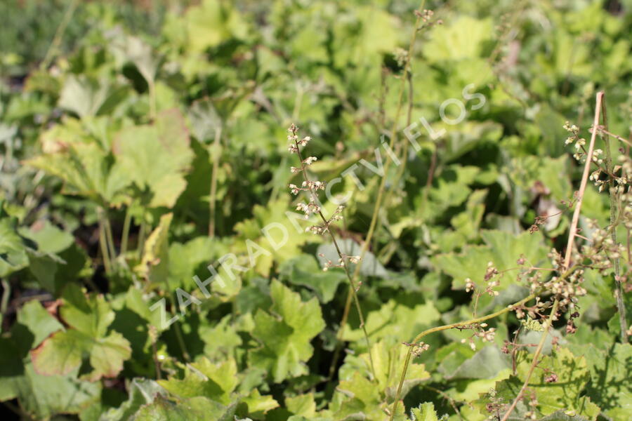 Dlužicha var. macrorrhiza - Heuchera villosa var. macrorrhiza