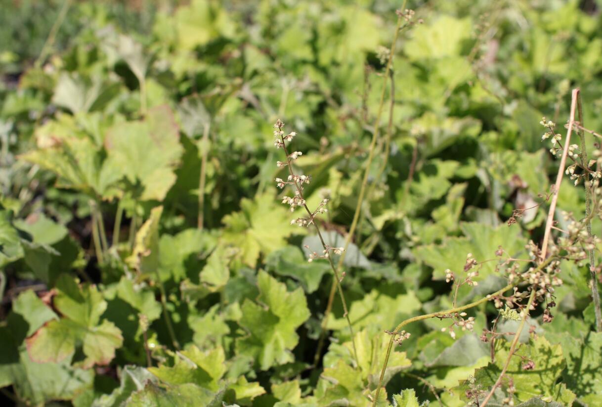 Dlužicha var. macrorrhiza - Heuchera villosa var. macrorrhiza