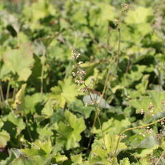 Dlužicha var. macrorrhiza - Heuchera villosa var. macrorrhiza