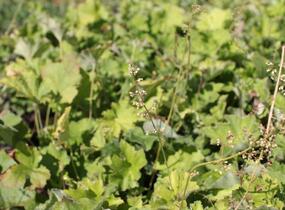 Dlužicha var. macrorrhiza - Heuchera villosa var. macrorrhiza