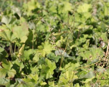 Dlužicha var. macrorrhiza