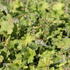 Heuchera villosa var. macrorrhiza_01.JPG