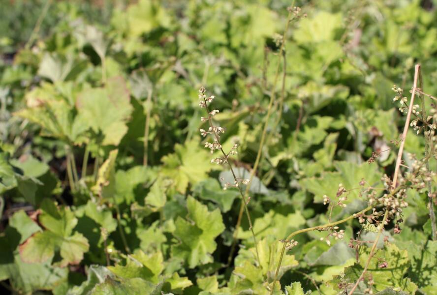 Dlužicha var. macrorrhiza - Heuchera villosa var. macrorrhiza