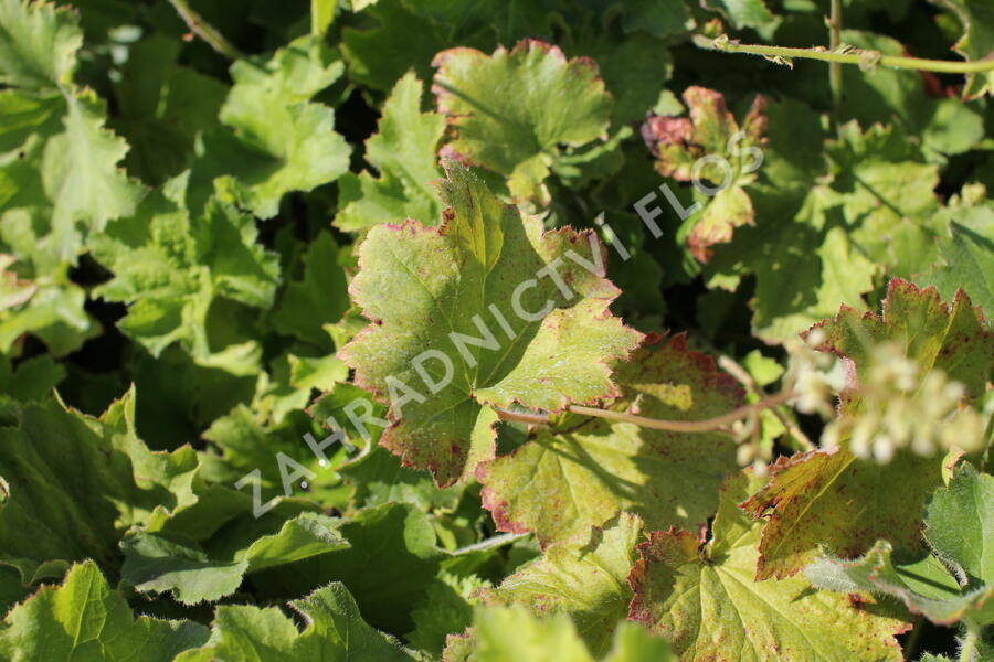 Dlužicha var. macrorrhiza - Heuchera villosa var. macrorrhiza