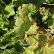 Dlužicha var. macrorrhiza - Heuchera villosa var. macrorrhiza