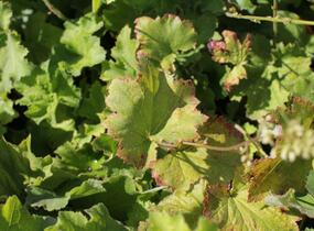 Dlužicha var. macrorrhiza - Heuchera villosa var. macrorrhiza