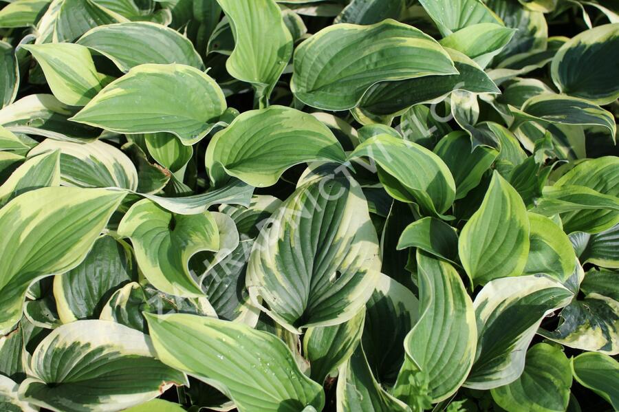 Bohyška 'Anne' - Hosta 'Anne'