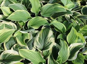Bohyška 'Anne' - Hosta 'Anne'