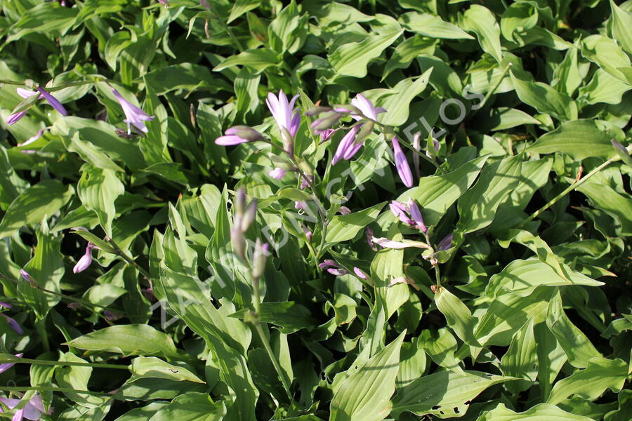 Bohyška 'Elisabeth' - Hosta 'Elisabeth'