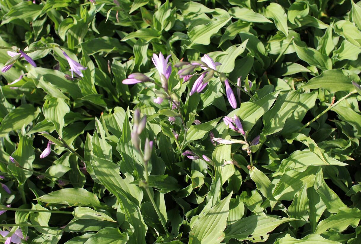 Bohyška 'Elisabeth' - Hosta 'Elisabeth'