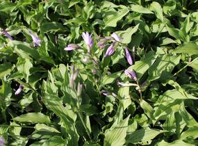 Bohyška 'Elisabeth' - Hosta 'Elisabeth'