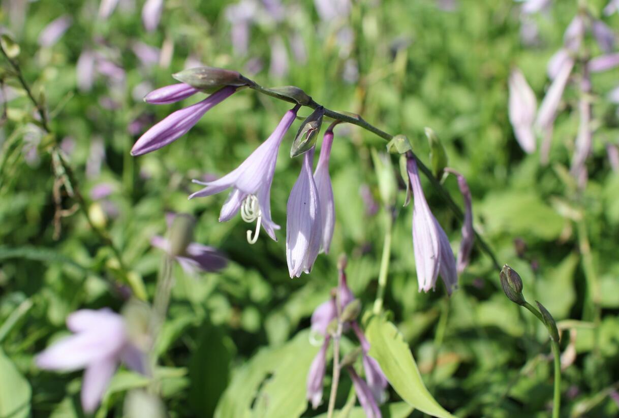 Bohyška 'Elisabeth' - Hosta 'Elisabeth'