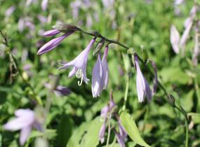 Bohyška 'Elisabeth' - Hosta 'Elisabeth'