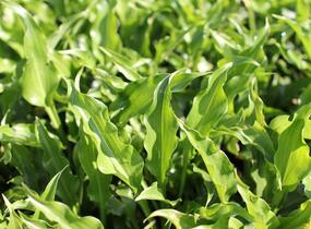 Bohyška 'Get Nekkid' - Hosta 'Get Nekkid'