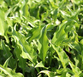 Bohyška 'Get Nekkid' - Hosta 'Get Nekkid'