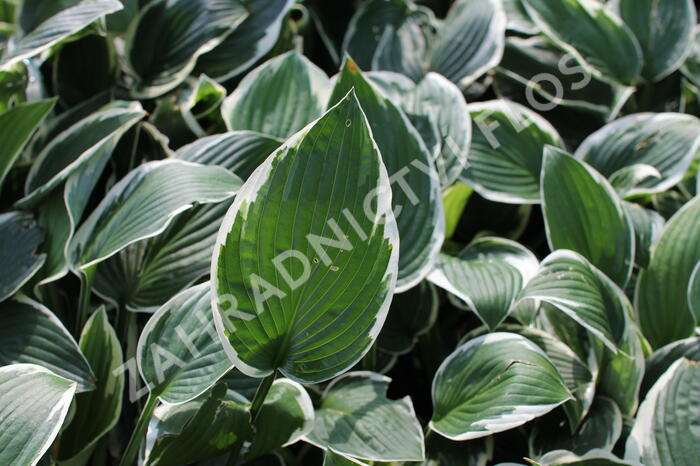 Bohyška 'Patriot' - Hosta 'Patriot'