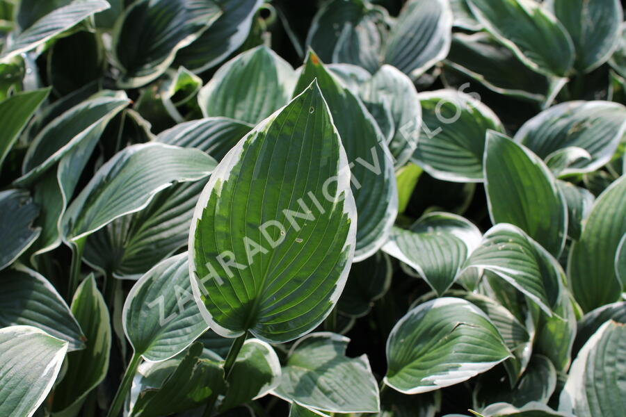 Bohyška 'Patriot' - Hosta 'Patriot'