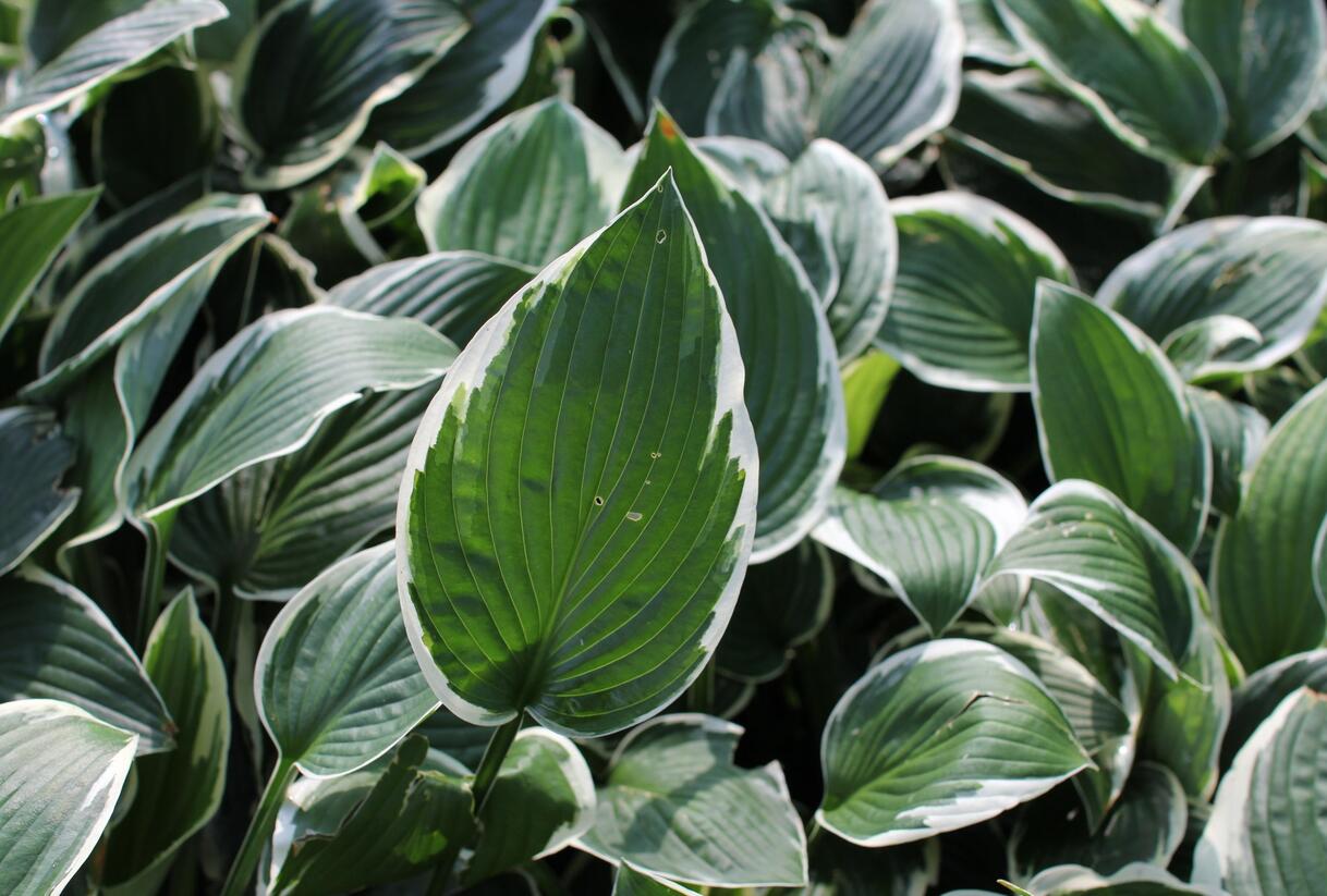Bohyška 'Patriot' - Hosta 'Patriot'