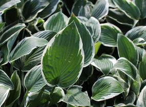 Bohyška 'Patriot' - Hosta 'Patriot'