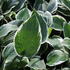 Hosta 'Patriot'.JPG