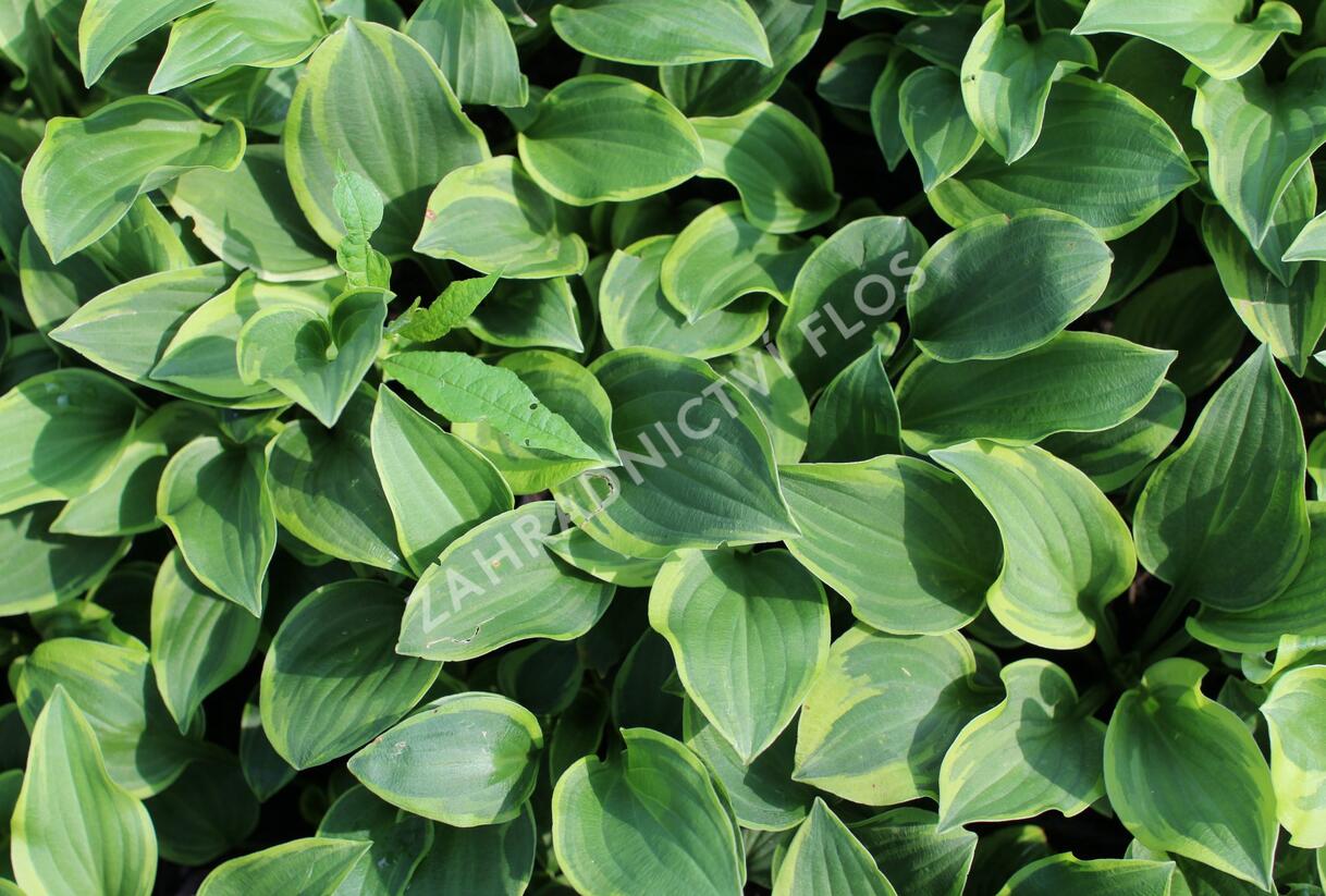 Bohyška 'Shade Fanfare' - Hosta 'Shade Fanfare'