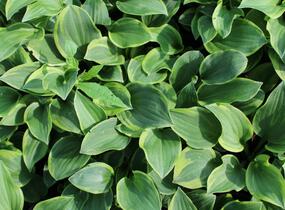 Bohyška 'Shade Fanfare' - Hosta 'Shade Fanfare'