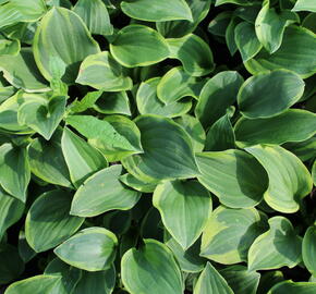 Bohyška 'Shade Fanfare' - Hosta 'Shade Fanfare'
