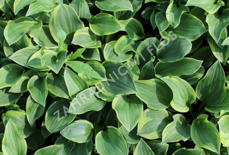 Bohyška 'Shade Fanfare' - Hosta 'Shade Fanfare'