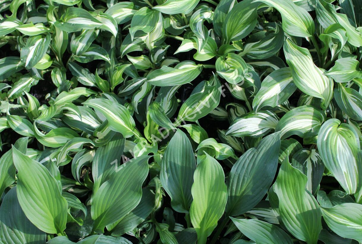 Bohyška 'Mediovariegata' - Hosta undulata 'Mediovariegata'
