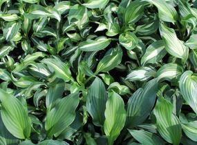 Bohyška 'Mediovariegata' - Hosta undulata 'Mediovariegata'