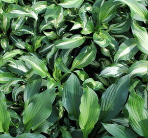 Bohyška 'Mediovariegata' - Hosta undulata 'Mediovariegata'