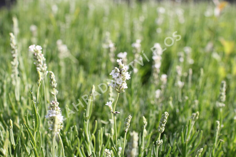 Levandule úzkolistá 'Ellagance Snow' - Lavandula angustifolia 'Ellagance Snow'