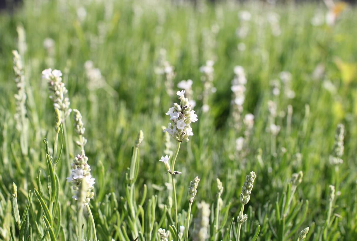 Levandule úzkolistá 'Ellagance Snow' - Lavandula angustifolia 'Ellagance Snow'