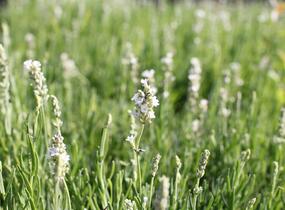 Levandule úzkolistá 'Ellagance Snow' - Lavandula angustifolia 'Ellagance Snow'