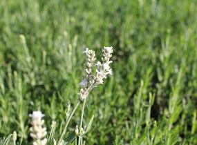 Levandule úzkolistá 'Ellagance Snow' - Lavandula angustifolia 'Ellagance Snow'