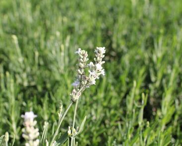 Levandule úzkolistá 'Ellagance Snow'