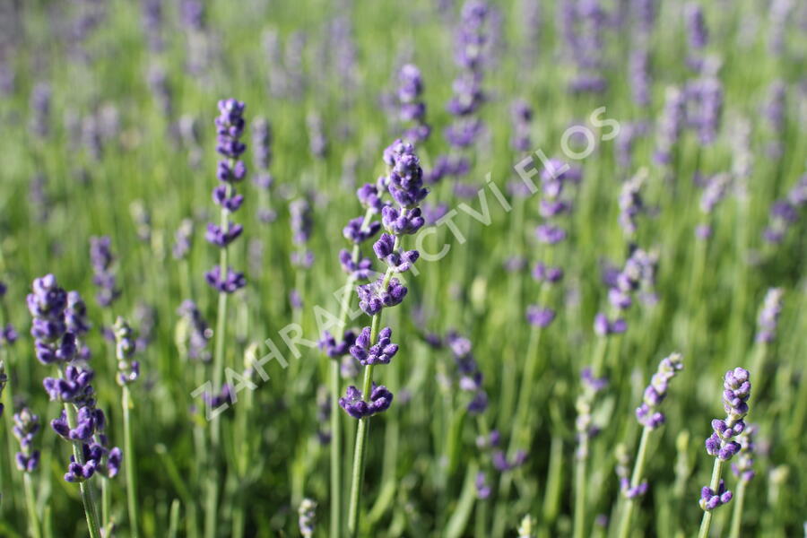 Levandule úzkolistá 'Impressa' - Lavandula angustifolia 'Impressa'