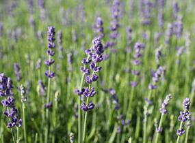 Levandule úzkolistá 'Impressa' - Lavandula angustifolia 'Impressa'