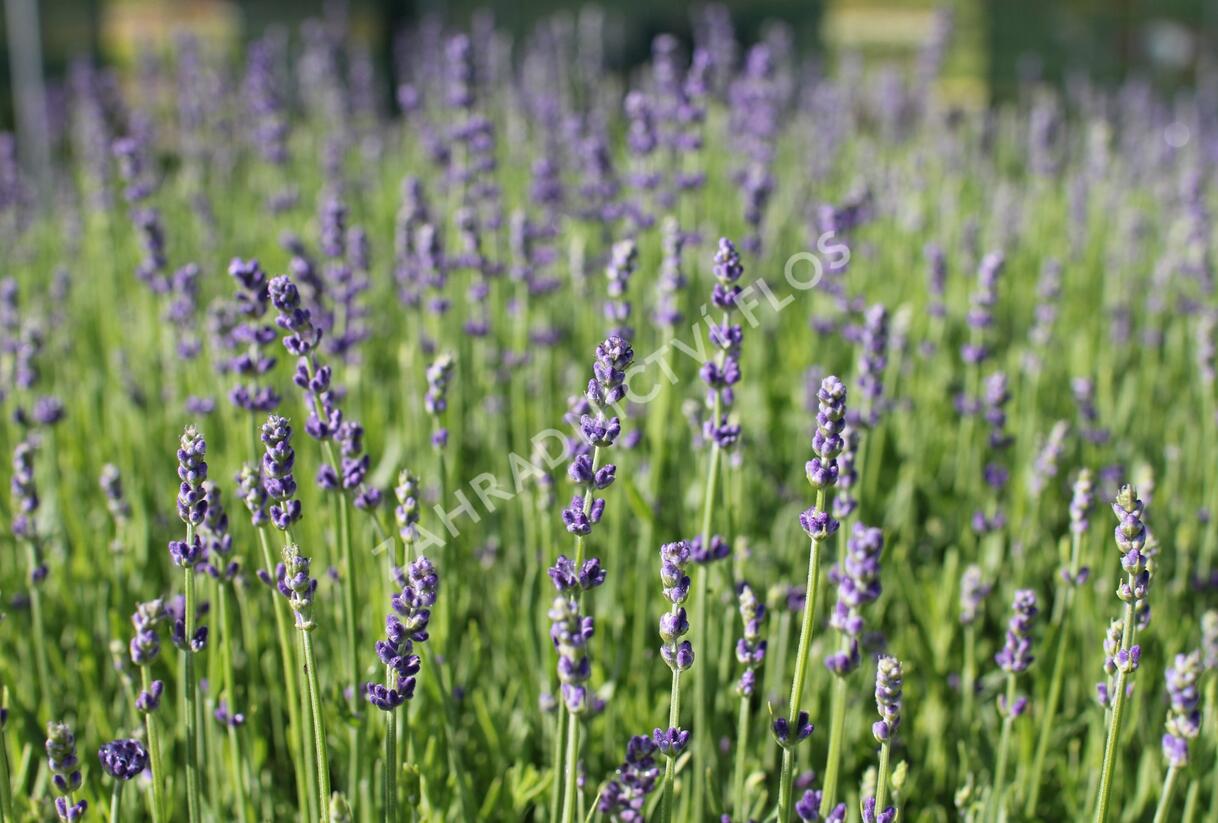 Levandule úzkolistá 'Impressa' - Lavandula angustifolia 'Impressa'