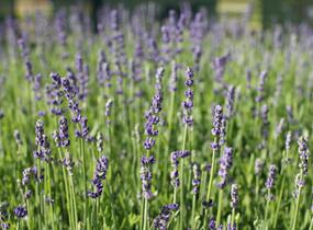 Levandule úzkolistá 'Impressa' - Lavandula angustifolia 'Impressa'