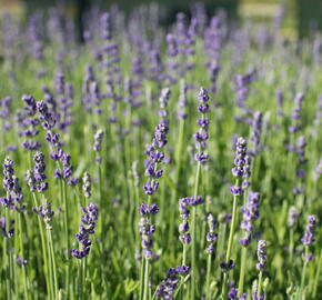 Levandule úzkolistá 'Impressa' - Lavandula angustifolia 'Impressa'
