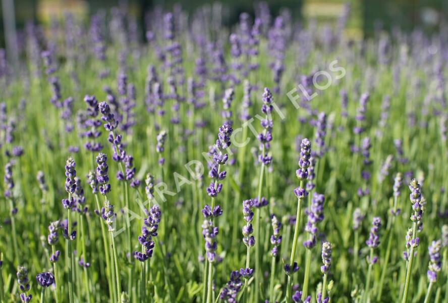 Levandule úzkolistá 'Impressa' - Lavandula angustifolia 'Impressa'