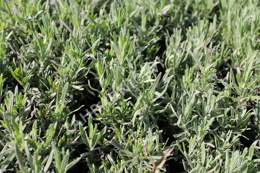 Levandule úzkolistá 'Rosea' - Lavandula angustifolia 'Rosea'