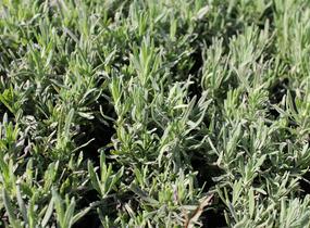 Levandule úzkolistá 'Rosea' - Lavandula angustifolia 'Rosea'