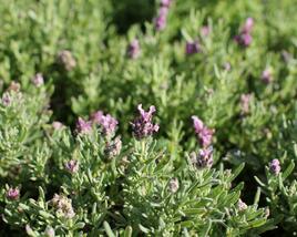 Levandule korunkatá 'Speedy Pink Blush'