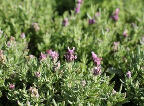 Levandule korunkatá 'Speedy Pink Blush' - Lavandula stoechas 'Speedy Pink Blush'