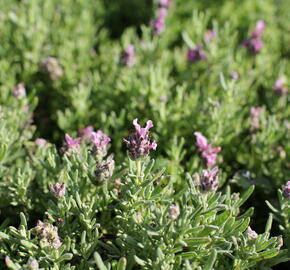 Levandule korunkatá 'Speedy Pink Blush' - Lavandula stoechas 'Speedy Pink Blush'