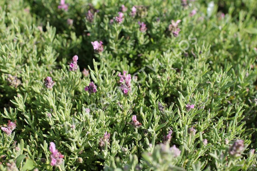 Levandule korunkatá 'Speedy Pink Blush' - Lavandula stoechas 'Speedy Pink Blush'